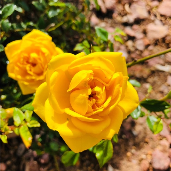 🌸🌸Meet your Posher, Sandra Lee🌸🌸💕. - Picture 11 of 16